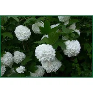 Kwiaty doniczkowe - Kalina 'Roseum' - miniaturka - grafika 1