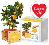 Nasiona i cebule - Zestaw do Uprawy MANDARYNKA Prezent na Walentynki - miniaturka - grafika 1