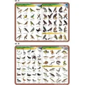 Podkładki na biurko - Nieprzypisany Podkładka edukacykna Ptaki wodne śpiewające drapieżne ryby VISA002 - miniaturka - grafika 1