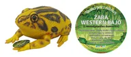 Zabawki do kąpieli - Żaba Western Bajo 21 Cm Długości - miniaturka - grafika 1