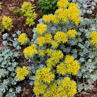 Nasiona i cebule - Sedum Rozchodnik Cape Blanco 1 szt. doniczka P9 - miniaturka - grafika 1