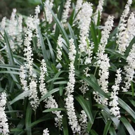 Nasiona i cebule - Liriope muscari Monroe White 1 szt. doniczka P9 - miniaturka - grafika 1