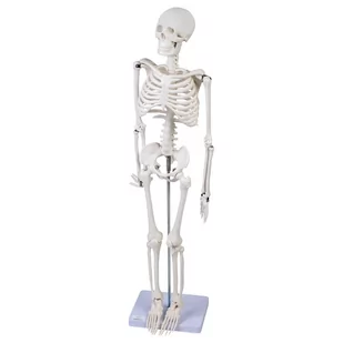 Model Szkieletu 85 cm - Mały naukowiec - miniaturka - grafika 1