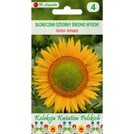 Nasiona i cebule - Słonecznik ozdobny Amor amant nasiona tradycyjne W.Legutko - miniaturka - grafika 1