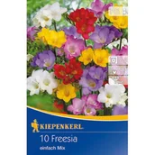 Nasiona i cebule - Frezje pojedyncze mieszanka - miniaturka - grafika 1