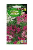 Nasiona i cebule - Kleome ciernista mieszana 1 g POLAN - miniaturka - grafika 1