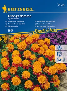 Aksamitka Rozpierzchła Orangeflamme - Nasiona i cebule - miniaturka - grafika 1