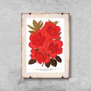 Plakaty - Retro plakat Kwiat rododendronu 1957 A1 60x85cm z ramką pion - miniaturka - grafika 1