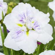 Nasiona i cebule - Irys ensata japoński Cupcake 1 szt. - miniaturka - grafika 1