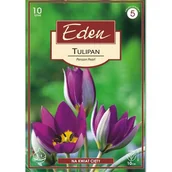 Nasiona i cebule - Tulipan botaniczny Pearsian Pearl 10 sztuk Eden - miniaturka - grafika 1