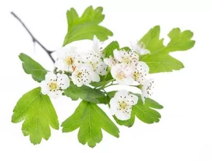 EQUIHERBS Głóg 1 kg - Akcesoria jeździeckie - miniaturka - grafika 1