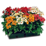 Kwiaty doniczkowe - Sunsatia - miniaturka - grafika 1