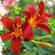 Nasiona i cebule - Hemerocallis Liliowiec Sammy Russell 1 szt. doniczka P9 - miniaturka - grafika 1