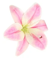 Sztuczne kwiaty - Sztuczne Kwiaty Lilia Sylikonowa Gumowa Główka Do Wyrabiania Jak Żywa Duża - miniaturka - grafika 1