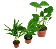 Kwiaty doniczkowe - TROPIKALNE TRIO;  Monstera,  Musa,  Areka - miniaturka - grafika 1