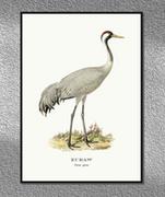 Plakaty - Plakat Żuraw, grafika ze starego Atlasu Ptaków 21x30 (A4) / DodoPrint - miniaturka - grafika 1