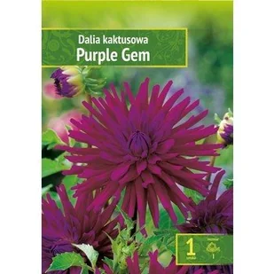 Dahlia - Dalia Purple Gem Wybór ""I"" 1 Szt. - Nasiona i cebule - miniaturka - grafika 1