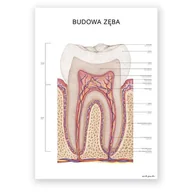 Mapy i plansze edukacyjne - Plakat anatomiczny – Budowa Zęba - Marta Pawelec - miniaturka - grafika 1