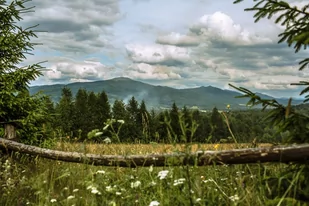 Galeria Plakatu, Plakat, Bieszczady Latem, 50x40 cm - Plakaty Galeria Plakatu, Plakat, Bieszczady Latem, 50x40 cm - Plakaty - miniaturka - grafika 1