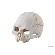Akcesoria do terrarium - Exo Terra Kryjówka czaszka ludzka mała 8x9x11.5 cm - miniaturka - grafika 1