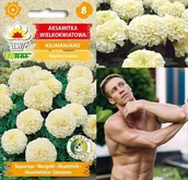 Nasiona i cebule - Aksamitka Kilimanjaro nasiona kwiatów 0,3g TORAF - miniaturka - grafika 1