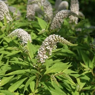 Nasiona i cebule - Tojeść 'Snow Candles' (Lysimachia hybrid) Doniczka 2.0L - miniaturka - grafika 1