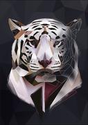Plakaty - Biały tygrys, ciemne tło - plakat Wymiar do wyboru: 70x100 cm - miniaturka - grafika 1