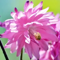 Nasiona i cebule - Aquilegia Orlik pełny Barlow Pink 1 szt. - miniaturka - grafika 1