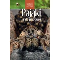 Pająki i inne pajęczaki Spotkania z przyrodą Nowa - Rośliny i zwierzęta - miniaturka - grafika 1
