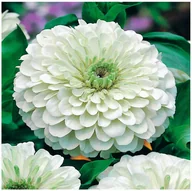 Nasiona i cebule - Cynia Daliowa Zinnia BIAŁA (Elegans Dahl. Fl.Pl.) nasiona kwiatów 100 sztuk - miniaturka - grafika 1