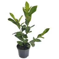 Sadzonki drzew krzewów - Laurowiśnia wys. 50-60 cm don. 17 cm - miniaturka - grafika 1