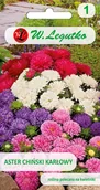Nasiona i cebule - Legutko sp. z o.o Nasiona Aster chiński karłowy mieszanka, 1,25g - miniaturka - grafika 1