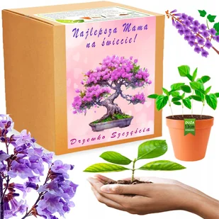 Prezent na DZIEŃ MATKI Drzewko Szczęścia Paulownia Cesarska Bonsai ZESTAW - Nasiona i cebule - miniaturka - grafika 1