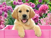 Rękodzieło - Haft Diamentowy, Obraz, Mozaika Diamentowa Diamond Painting, BISZKOPTOWY LABRADOR PIES 40x30cm - miniaturka - grafika 1