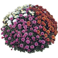 Kwiaty doniczkowe - Chryzantema drobnokwiatowa trix 21 cm - miniaturka - grafika 1