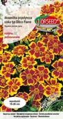 Nasiona i cebule - Nasiona Aksamitka pojed.niska Disco miodowokarminowa 1g - Torseed - miniaturka - grafika 1