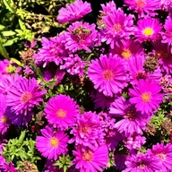 Nasiona i cebule - Aster nowobelgijski 'Magic Pink' Michałek Różowy Doniczka 1.0L - miniaturka - grafika 1
