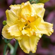 Nasiona i cebule - Hemerocallis Liliowiec Double Yellow 1 szt. - miniaturka - grafika 1