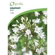 Nasiona i cebule - Agapant biały Lilia afrykańska 1szt. cebulki kwiatów Geolia - miniaturka - grafika 1
