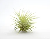 Kwiaty doniczkowe i cięte - Tillandsia IONANTHA RUBRA R~6 cm - miniaturka - grafika 1