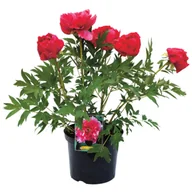 Kwiaty doniczkowe - Piwonia don.17 cm - miniaturka - grafika 1