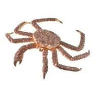 Figurki dla dzieci - Collecta Krab królewski - miniaturka - grafika 1