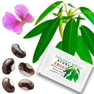 Nasiona i cebule - ATURI Codoriocalyx Motorius Nasiona PORUSZA LIŚĆMI Tańcząca roślina 5 szt. - miniaturka - grafika 1