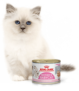 Mokra karma dla kotów - Royal Canin bytówka Babycat Instinctive Feline - 12 x 195g puszka - miniaturka - grafika 1