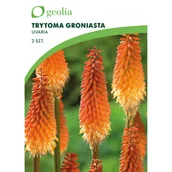 Nasiona i cebule - Trytoma groniasta 3szt. cebulki kwiatów Geolia - miniaturka - grafika 1