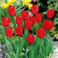 Nasiona i cebule - Tulipan Czerwony 5 szt cebulki tulipanów Tulipany - miniaturka - grafika 1