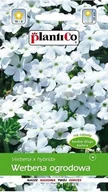 Nasiona i cebule - Werbena ogrodowa biała 0,5 g Plantico - miniaturka - grafika 1
