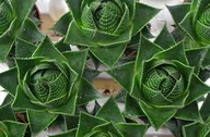 Kwiaty doniczkowe - ALOE COSMO,   ALOES  ZIELONA PERŁA   ~ 12 cm - miniaturka - grafika 1
