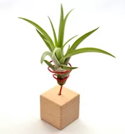 Kwiaty doniczkowe - Tillandsia CAPITATA R  na stojaku, komp 61/K4 - miniaturka - grafika 1
