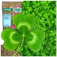 Nasiona i cebule - MIKROKONICZYNA NASIONA KONICZYNA DROBNOLISTNA WZBOGACA TRAWNIK 500g - miniaturka - grafika 1